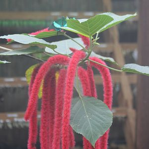 Butterfly and flower