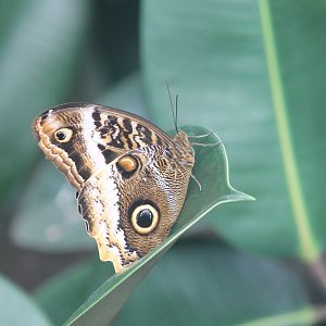 Owl Butterfly