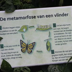 Life-cyclus Butterfly