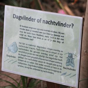 Info-sign Butterfly - Moth