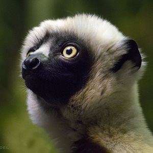 Jan. 2017 - Jungle Trails - Coquerel's Sifaka