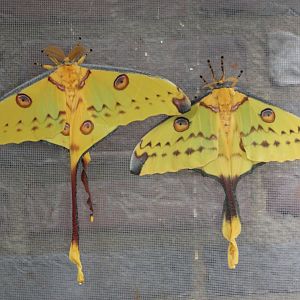 Moon-moths