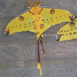 Moon-moth
