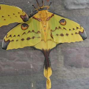 Moon-moth