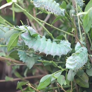 Atlas-butterfly caterpillars
