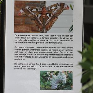 Sign Atlas-butterfly