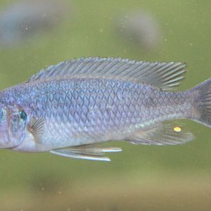 Pseudotropheus Bright Blue