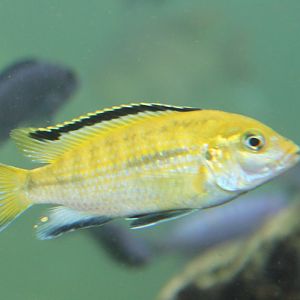 Labidochromis caeruleus