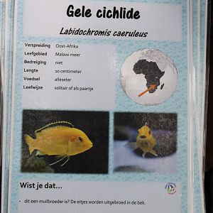 ID-card Labidochromis caeruleus