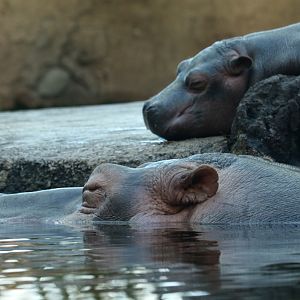 Hippopotamus and baby at Zoo København 15/01/2016