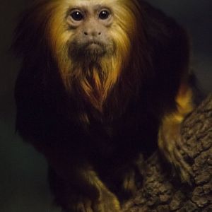 Jan. 2017 - Jungle Trails - Golden-headed Lion Tamarin