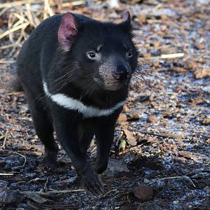 Tasmanian Devil at København 15/01/2017