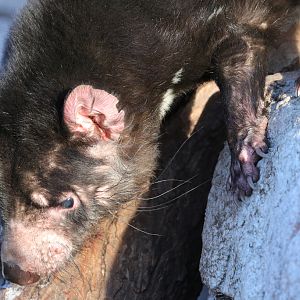 Tasmanian Devil at Zoo København 15/01/2017