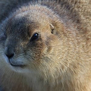 Prairie Marmot at Zoo København 15/01/2017