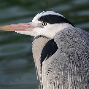 Grey Heron (wild) at Zoo København 15/01/2017