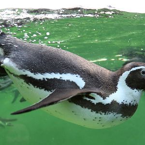 Humboldt Penguin at Zoo København 15/01/2017