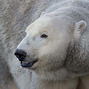Polar Bear at København 15/01/2017