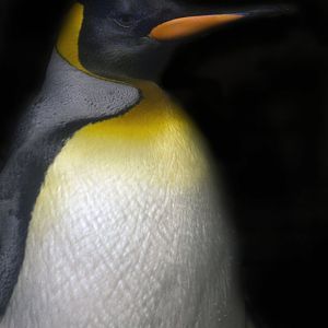 Jan. 2017 - Wings of the World - King Penguin
