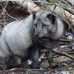 Arctic Fox at Zoo København 15/01/2017