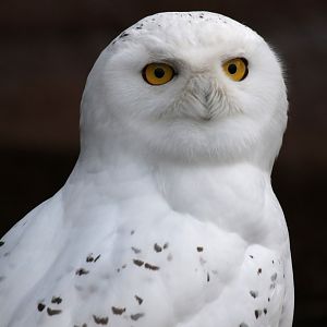Snowy Owl at Zoo København 15/01/2017