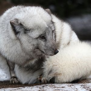 Arctic Fox at Zoo København 15/01/2017