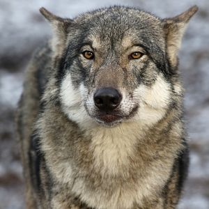 Grey Wolf at København Zoo 15/01/2017