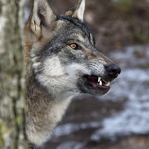 Grey Wolf at Zoo København 15/01/2017