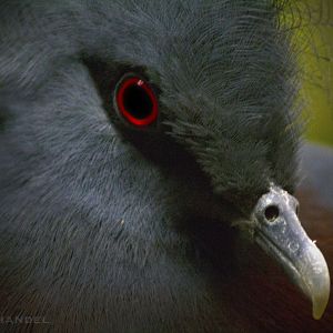 Jan. 2017 - Wings of the World - Victoria Crowned Pigeon