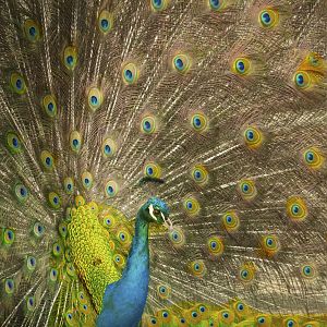 Jan. 2017 - Indian Peafowl (Challenging Keas)