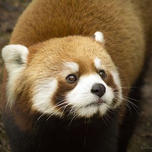 Jan. 2017 - Red Panda