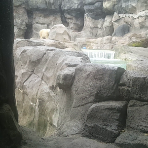 Jan. 2017 - Video of the Polar Bear Simulated Den Viewing - Featuring Anana