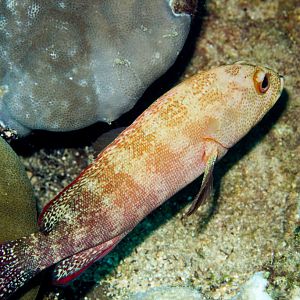 Blackfin Rockcod