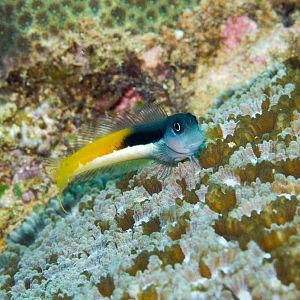Bicolor Combtooth Blenny