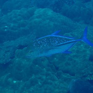 Bluefin Trevally
