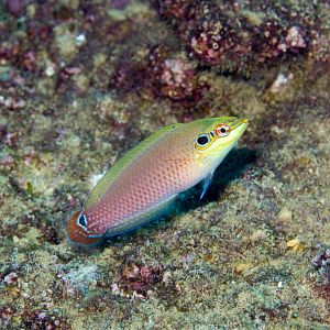 Earmuff Wrasse