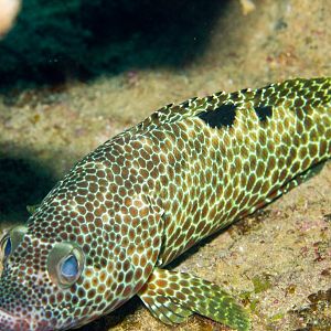 Four-saddle Grouper