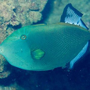 Hybrid Triggerfish - Pinktailed x Black Triggerfish
