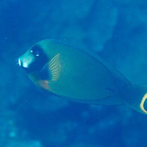 Mimic Surgeonfish