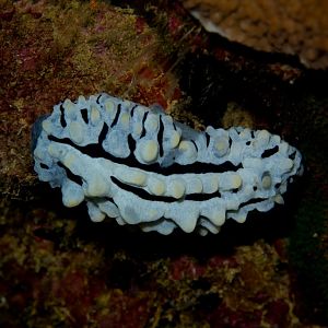 Nudibranch - Phyllidia alyta