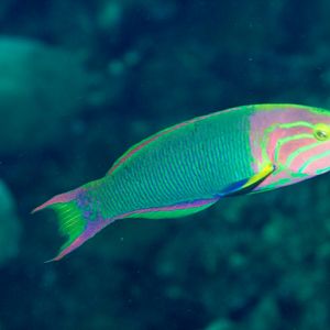 Sunset Wrasse