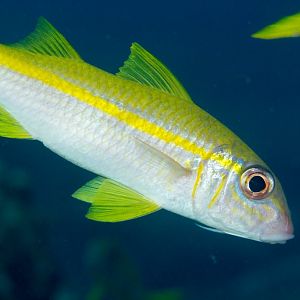 Yellowfin Goatfish