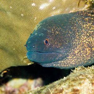 Yellow-margined Moray