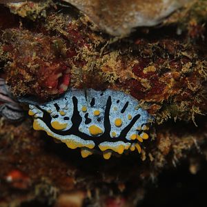 Nudibranch - Phyllidia varicosa