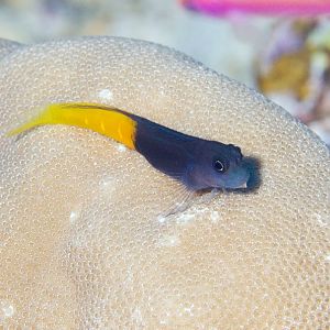 Bicolor Combtooth Blenny