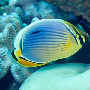 Melon Butterflyfish