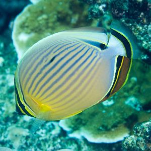 Red-fin Butterflyfish