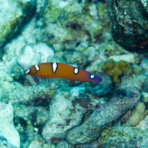 Yellow-tailed Coris - juvenile
