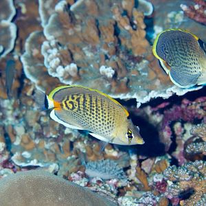 Hybrid Butterflyfish - Spotted x Spotbanded Butterflyfish