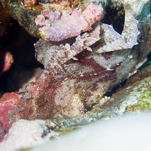 Leaf Scorpionfish