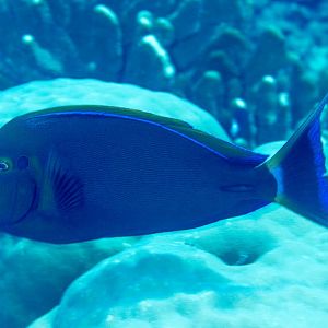 Eyebar Surgeonfish
